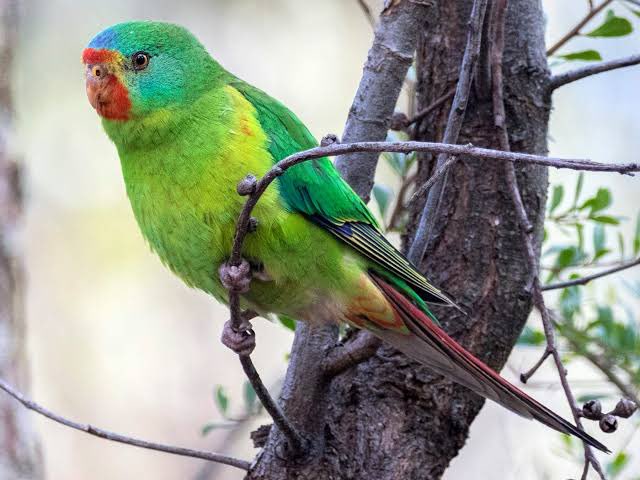 asphotos's tweet image. The only swift we should be caring about. #Swifties #swiftparrot
