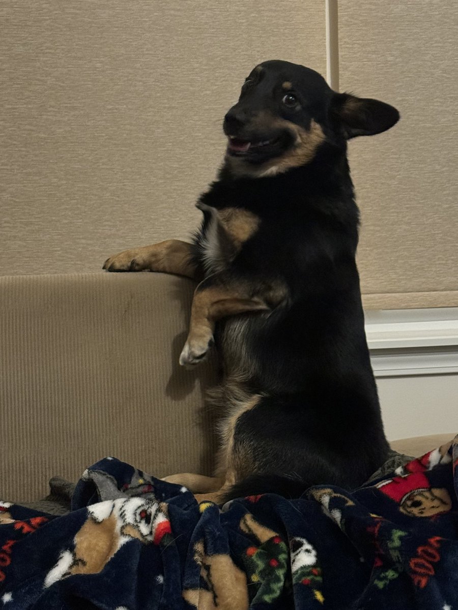 R0Oster13's tweet photo. Not a flattering angle for Dug, but it sure does make me laugh https://t.co/1snIdkYEnN
