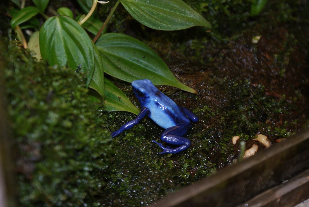 DartDen's tweet photo. Dendrobates azureus 'Sky Blue' https://t.co/BEEuoMbNNB