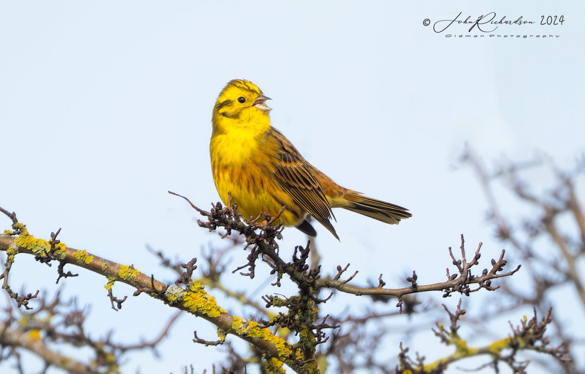 Old Man of Minsmere tweet media