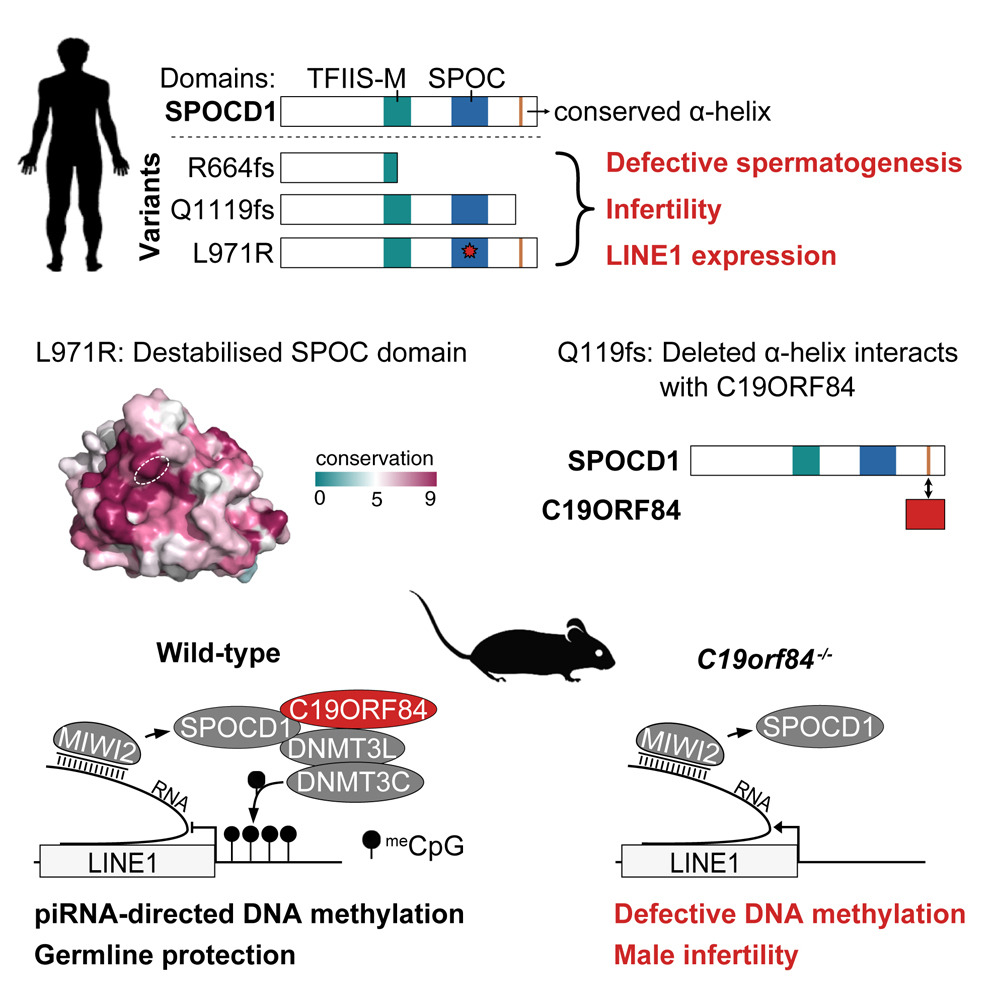 Just published in @MolecularCell with @CarrollDonal @AnsgarZoch et al. that #SPOCD1 #C19orf84 emerge as crucial guardians in early sperm cells, forming a robust line of defence. Unlocking new insights into reproductive mechanisms uni.ms/naqy4