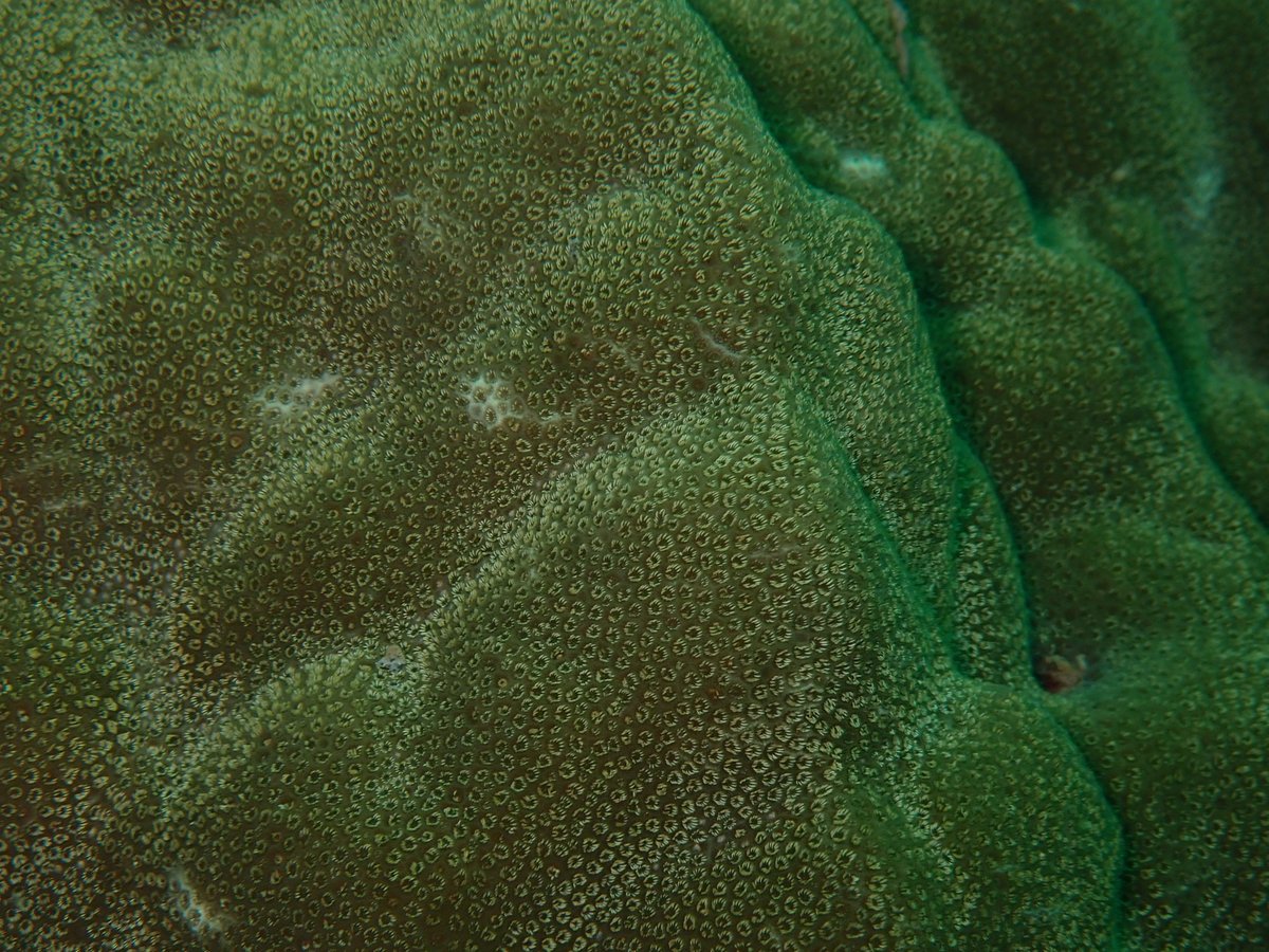 armsrestore tweet media