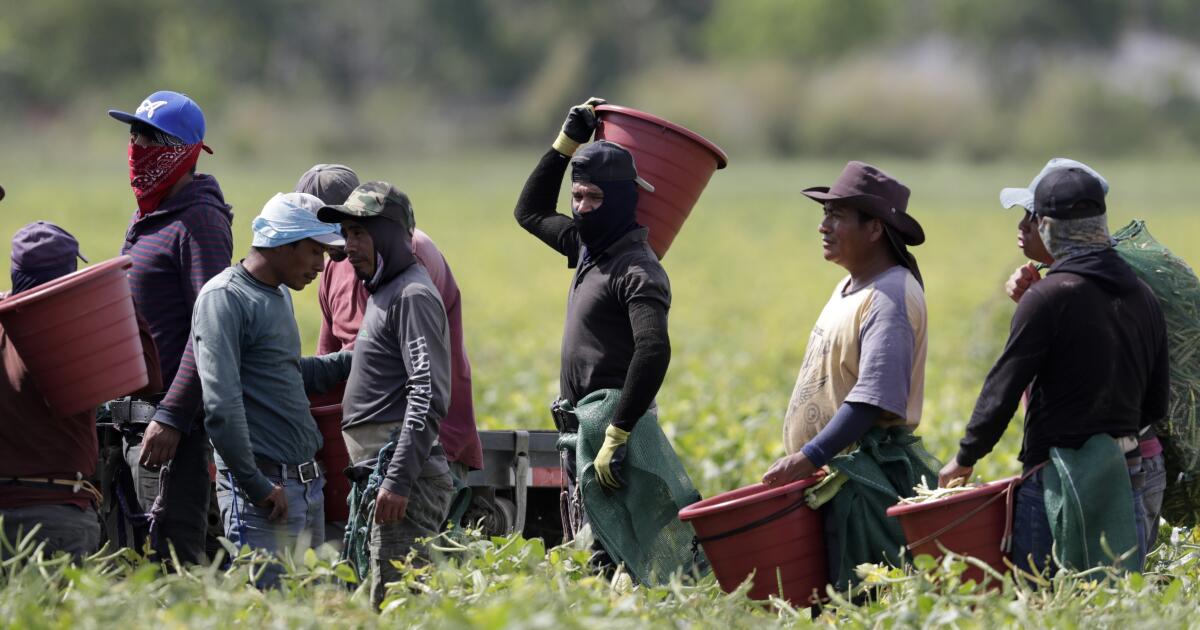 California lawmakers blast state's workplace safety agency over 'dangerous' farmworker conditions: The California Legislature held a hearing about 'state failures' regarding farmworker and meatpacking job conditions. latimes.com/california/sto… #California_Politics_