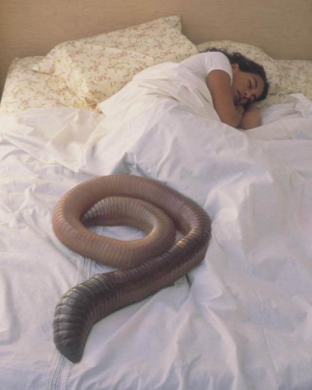 VisualNostalgia's tweet image. A Girl’s Best Friend by Margot Quan Knight (2002)