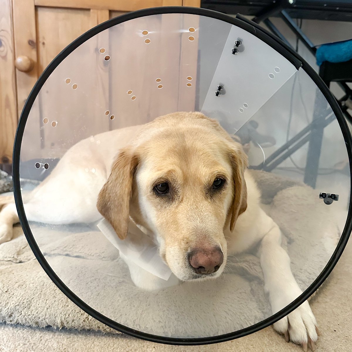 Lizzie Capener | TV Judge on #AllTogetherNow (@lizziecapener) on Twitter photo Guide Dog Ziggy (<a href="/ziggy_guidedog/">Ziggy the Guide Dog</a>) has returned home after surgery to remove cysts on her eyes. She’s dozy, but it’s gone as well as it could have and if her recovery goes to plan, she’ll be back working in a week or two. Positive vibes, please! Guide Dog Ziggy (<a href="/ziggy_guidedog/">Ziggy the Guide Dog</a>) has returned home after surgery to remove cysts on her eyes. She’s dozy, but it’s gone as well as it could have and if her recovery goes to plan, she’ll be back working in a week or two. Positive vibes, please!