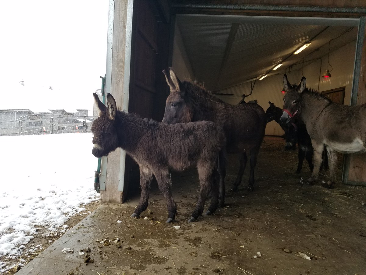 Before finding his forever home here in 2021, Chili shared space with cattle and 10 other donkeys, without proper shelter or care. Arriving here at a month old, it's been heartwarming to see him blossom from a little guy following his mom's lead to the spunky donkey he is today.