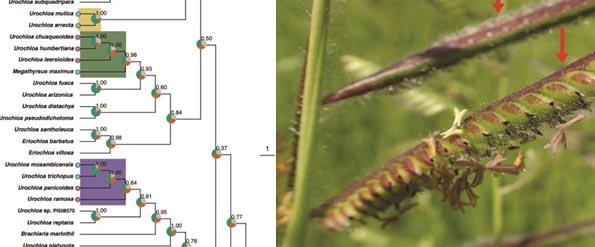 Exciting phylogenomic analysis of the tropical forage grass genus Urochloa reveals five distinct African forage grass clades #grass #forage #Urochloa #phylogenomics @LizoMasters @dr_PTom @trudesc @jan_hackel @AlexZuntini @trudeschw @vorontsovams academic.oup.com/aob/advance-ar… 1/4