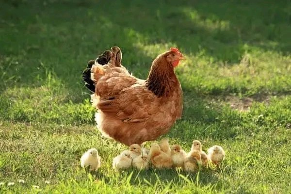 Hen: The only mother in the whole World that takes care of her children without bothering the father