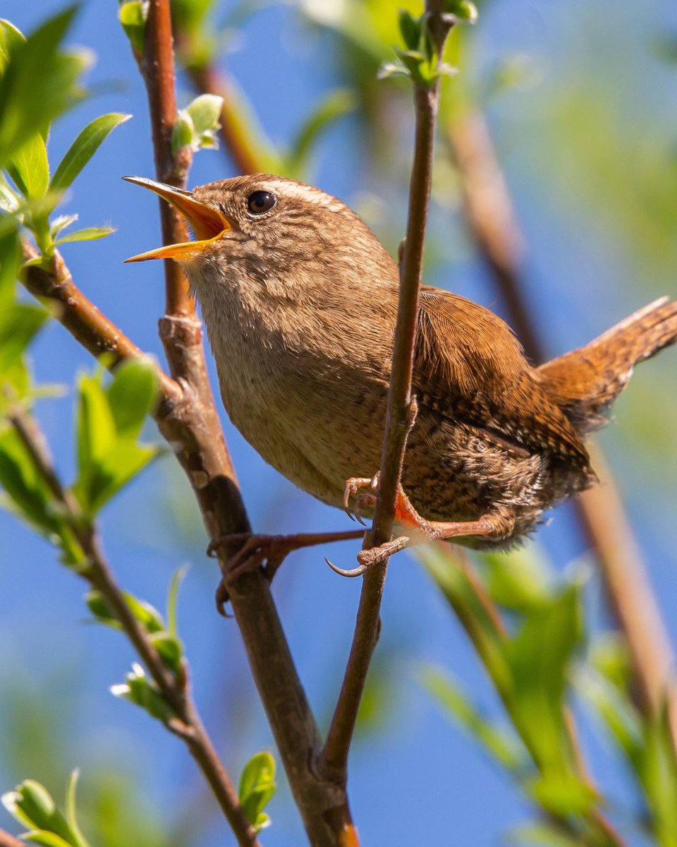 Delighted to announce a new project today - that we're producing as part of @SussexUni Festival of Ideas at @brightfest 24. Bird Bath invites you to pause, rest and ‘bathe’ in the sound of local birdsong. 5-12 May - find out more: sounduk.net/events/bird-ba…