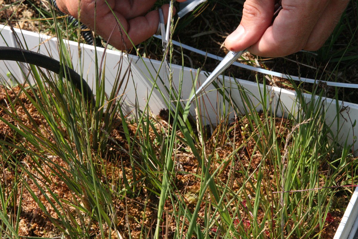 New #PeatPaper! We found in a pulse-labelling study that #Sphagnum retained carbon even during severe drought conditons. 
👉 doi.org/10.1016/j.soil…
#PeatTwitter
#PeatlandsMatter
