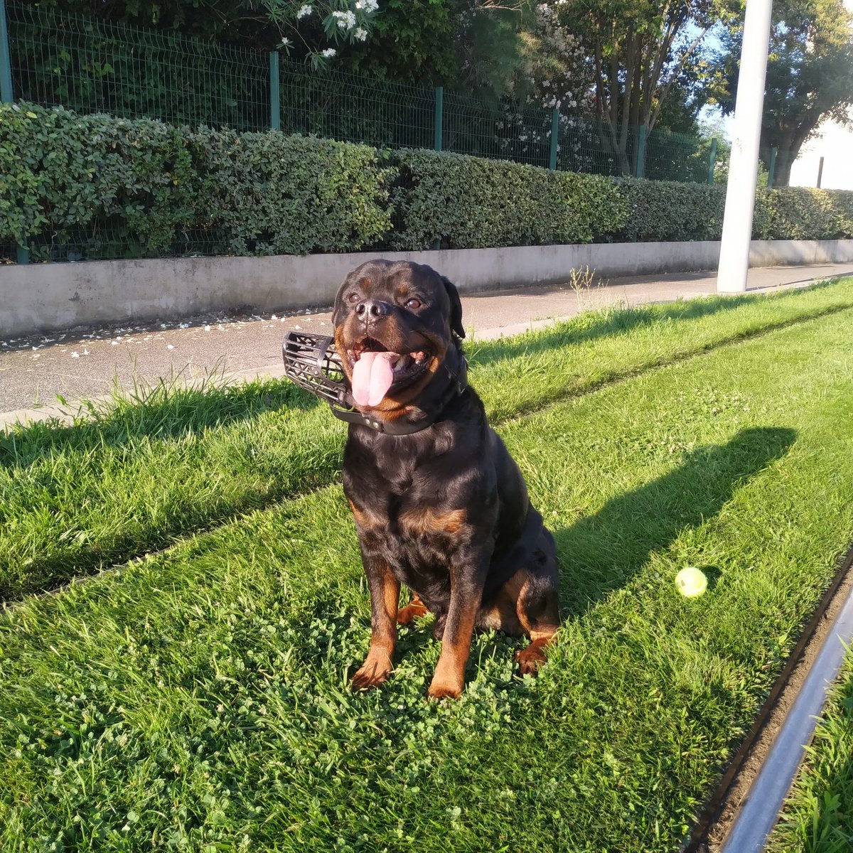 rottweille's tweet photo. @clarisse_stitch @poly_paulette_ Trop chou 😍 moi j'ai ça ;) https://t.co/udHDPPfsyG