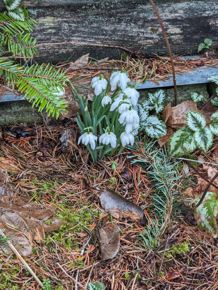It doesn't show on camera, but it's currently snowing on the snowdrops in #CSaan! 😁❄️🌨️ #yyjwx
