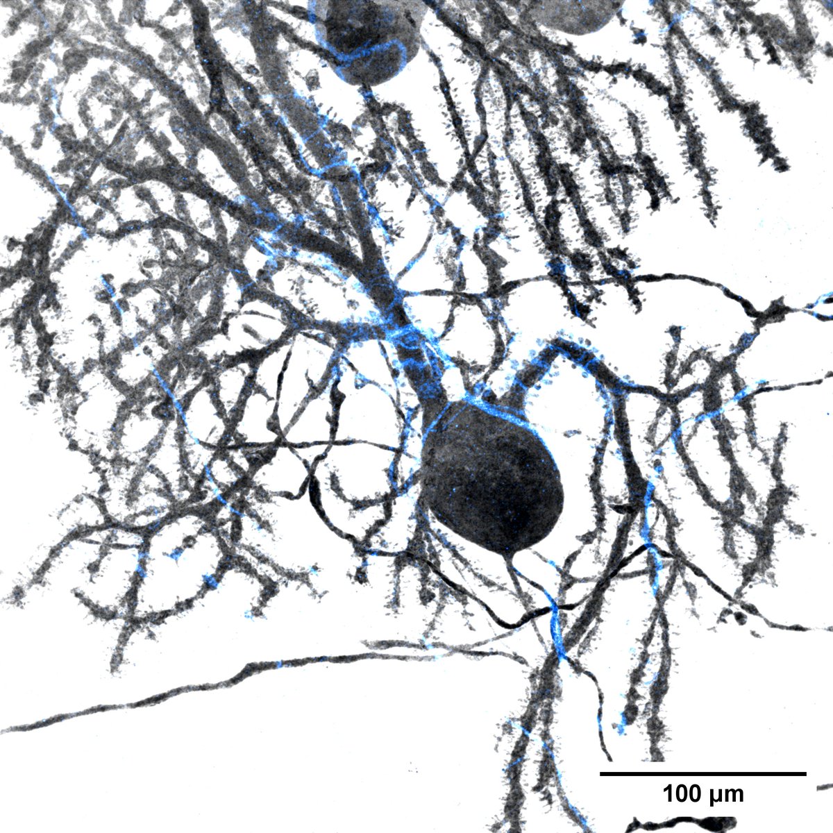Sittewelle Meghane tweet media