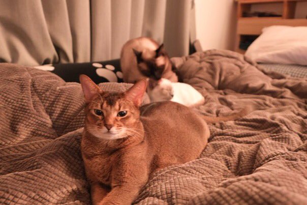 ten describes the lee trio as 
louis - the one who takes care pf his younger brothers
leon - the middle child who loves hanging out with people than the cats
levi - the youngest who meows a lot
