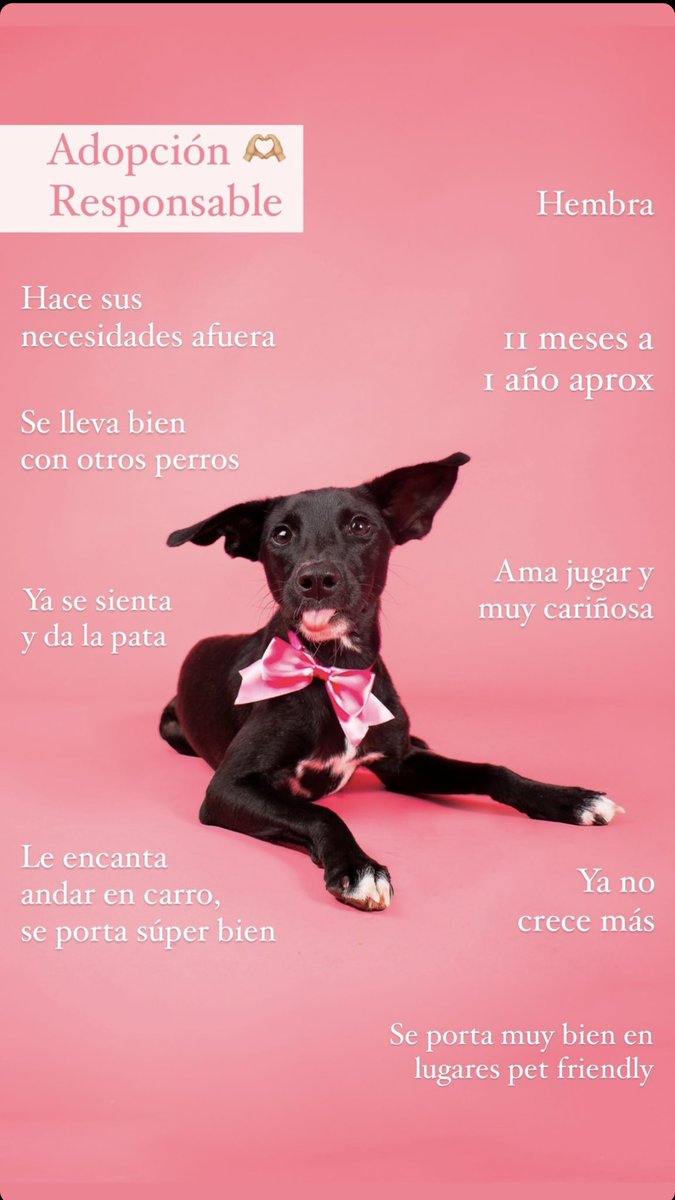 Está princesa está en adopción 🥹