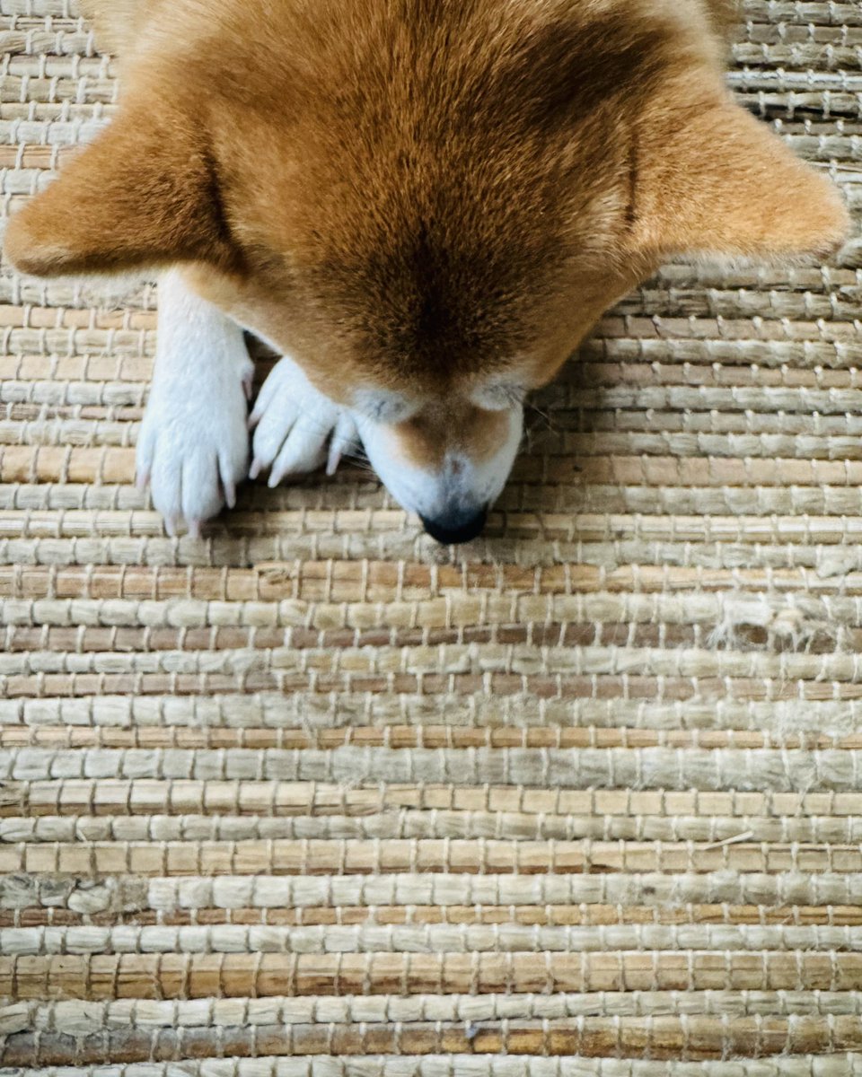 FMossink's tweet photo. #shibainu ! https://t.co/NPXEY53B78