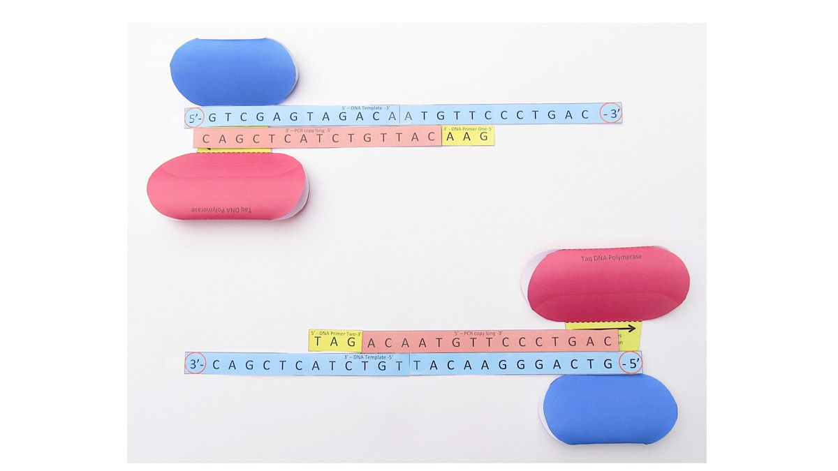 OrigamiCells's tweet image. Let your students explore the details of the polymerase chain reaction with our paper model! Reinforces concepts like 5&apos; to 3&apos; synthesis, complementary base pairing, how primers are used &amp;amp; more! bit.ly/2FyFpl8 

#PCR #genetechnology #biotech #biotechnology #iteachbio