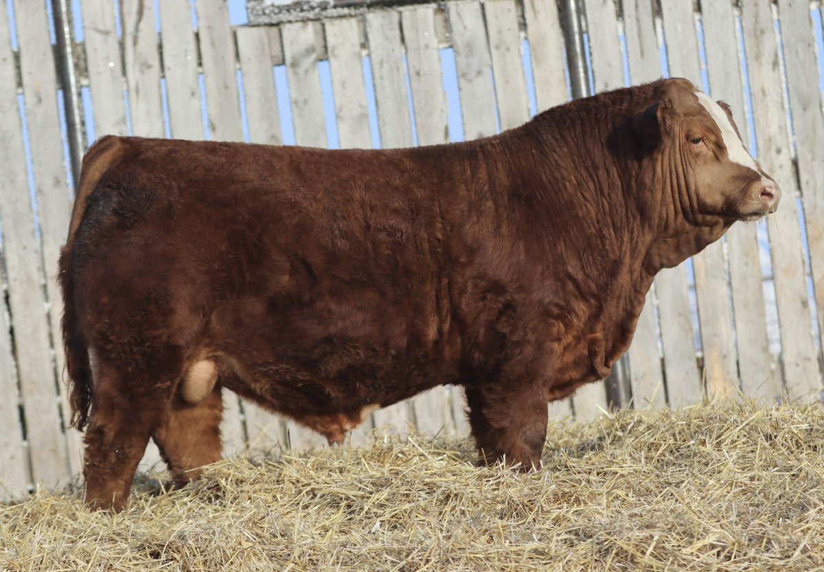 Waltzstriker's tweet photo. Join us Tuesday, Feb 20 for the W2 Land &amp; Cattle Bull Sale.  40 - 2 yr olds and 20 yearling bulls sell. Can be found on DLMS if you can’t make it. https://t.co/q2jPdwU186