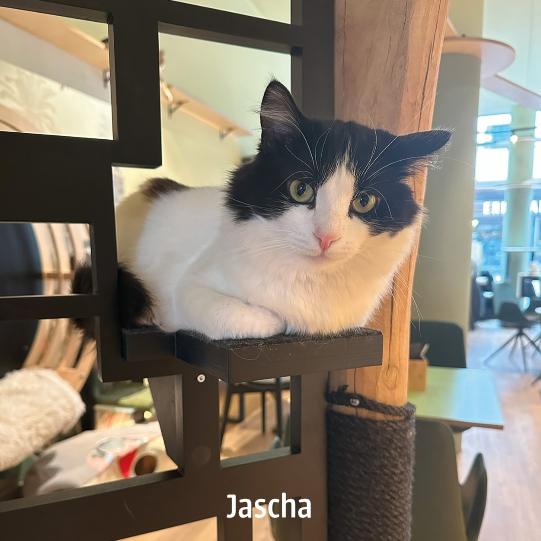 🌅🌜 Frühstück am Abend oder Dinner am Vormittag? Bei uns im Katzentempel gibt es keine Regeln, wann Du was genießen darfst – Hauptsache in schnurrender Gesellschaft! 🐱🥗🍰

#katzentempel #catcafe #veganessen #katzensprüche #katzenliebe #veganrestaurant #katzenkaffee