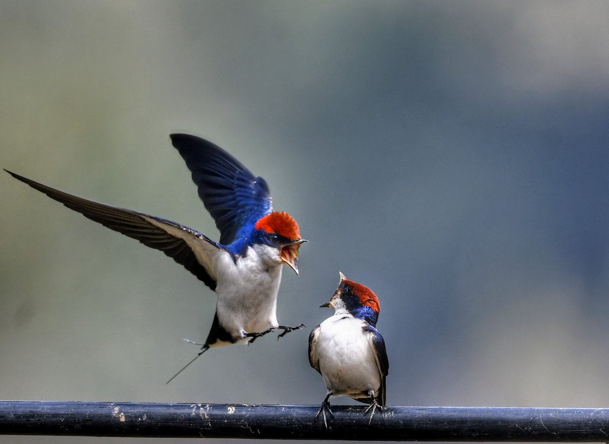 goodrawl's tweet photo. Wire-tailed Swallows.... having a tete-a-tete ( hint- the female has shorter "wires")
#birds
#birding
#birdwatching
#birdphotography
#IndiAves
#BirdsSeenIn2024
#BirdsOfIndia
#Turiya
#twitternaturecommunity https://t.co/8niXWvoCDf