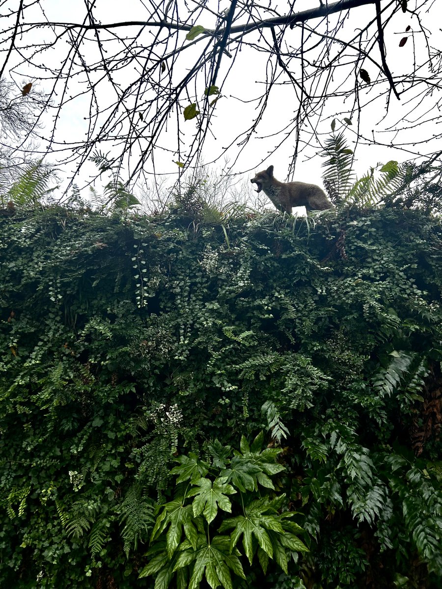This International #GreenWallDay we’re shining a spotlight on our living wall in St. John’s Churchyard🌿Our #livingwall helps to bring a natural element to a functional compound, inviting people and wildlife alike (just like our friend here🦊) to enjoy its environmental benefits.