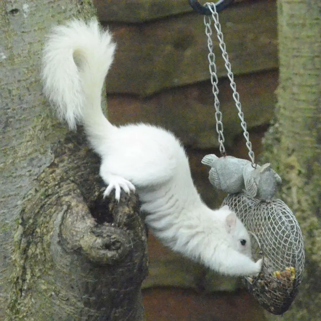 TheMentalDetect's tweet photo. Rare leucistic white squirrel💖🥰
#beautiful #wildlife #britishwildlife #cutewildlife #cute #eagle #twitteranimals #animalsoftwitter #animals #eagles #waxwings #owl #owls #waxwing #wildlifeuk #birdsofprey #nestin #helpwildlife #natgeo #natgeowild #bird #whitesquirrel #albino https://t.co/AmEcsxCrfH