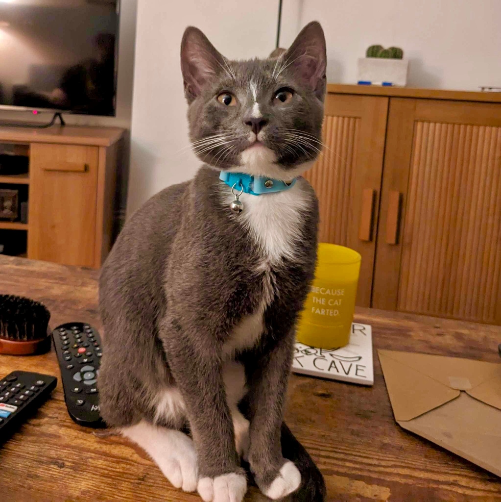 Kittyrama tweet media