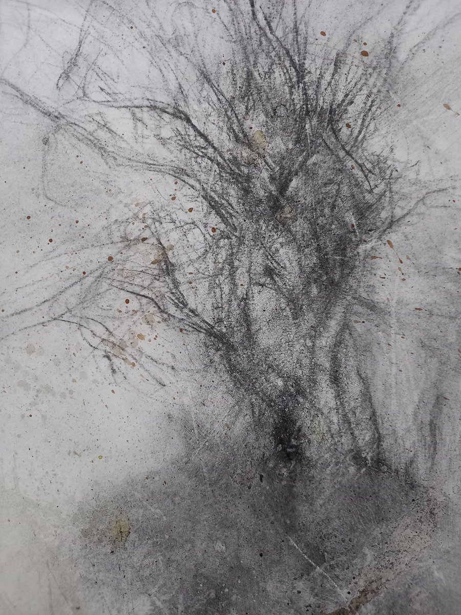 Smoketree thru my rainy window
#charcoal #charcoaldrawing #drawing #drymedium #cotinus 
#treeart