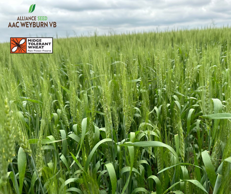 AAC Weyburn VB proves you can have it all: high yields, standability, disease resistance, PLUS the added benefits of Stem Sawfly and Wheat Midge Tolerance. It’s the durum to grow this year. #EverySeedStartsAStory #AACWeyburnVB