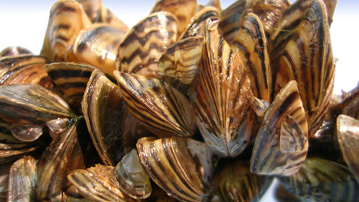 FTAFishNews's tweet photo. #Maine scientists fear exotic Zebra Mussels are on the verge of invading the state from New Brunswick, Canada. #fisheries #aquaculture #fishing #fish #seafood #invasive #zebramussel https://t.co/h52ub3Lhrp