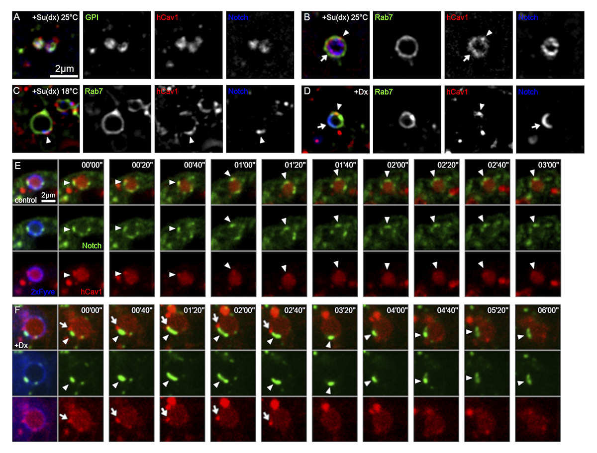 Shimizu, @notchlab et al. show that localization of #Notch to alternative microdomains on #endosome switches its mechanism of activation. Lateral movement btwn these microdomains is regulated by Deltex & limited by ESCRT complexes hubs.la/Q02lccMd0 @SamirasHosseini