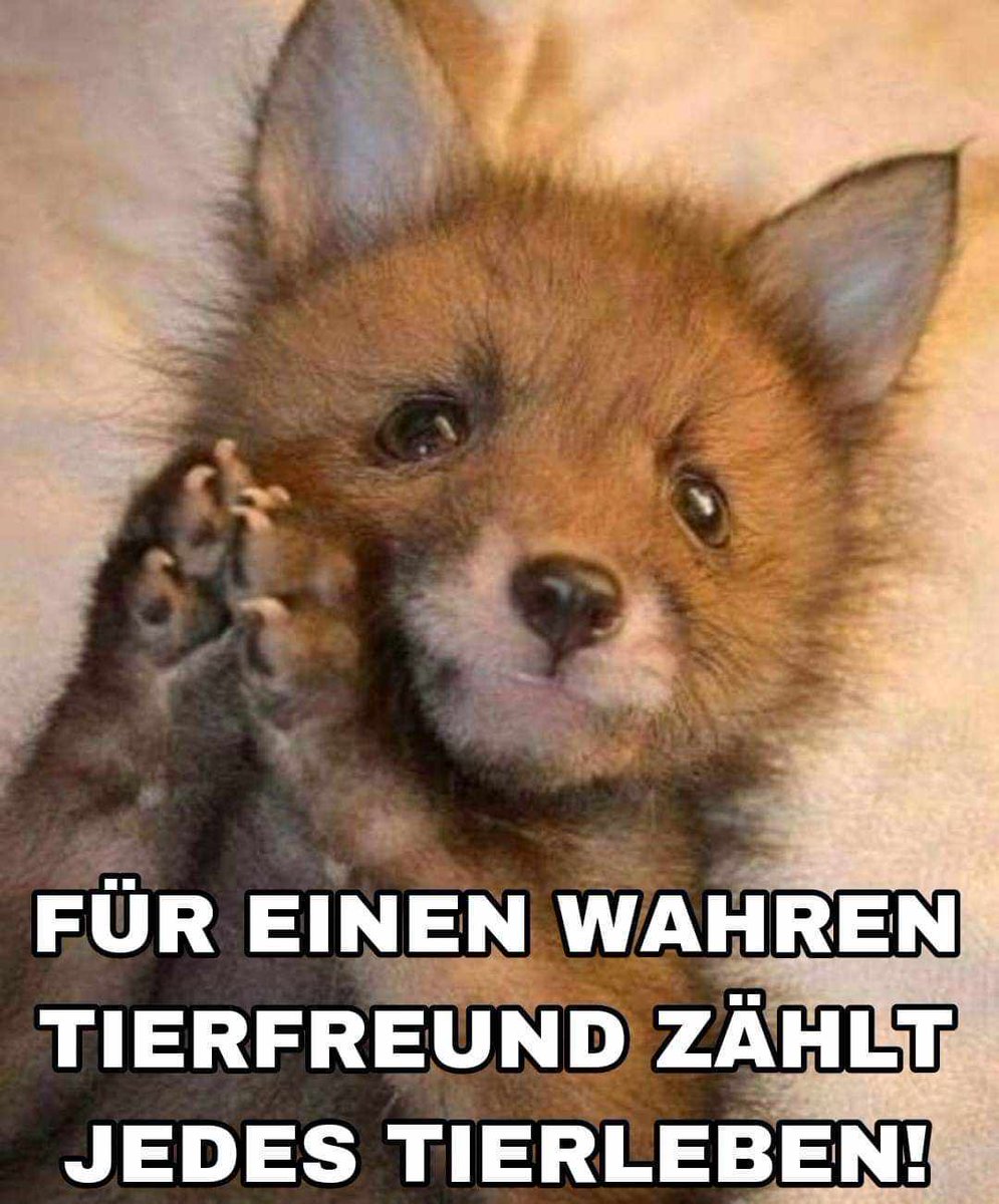 Gem_f_d_Tiere's tweet image. GENAU SO IST ES!💗
Für einen wahren Tierfreund zählt jedes Tierleben, auch Füchse sind wundervolle Lebewesen, die grausame Fuchsjagd gehört endlich verboten!