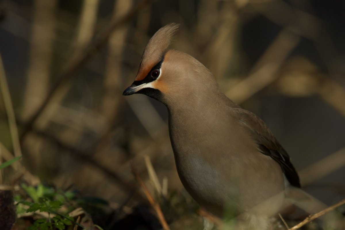 Kevin Morris tweet media