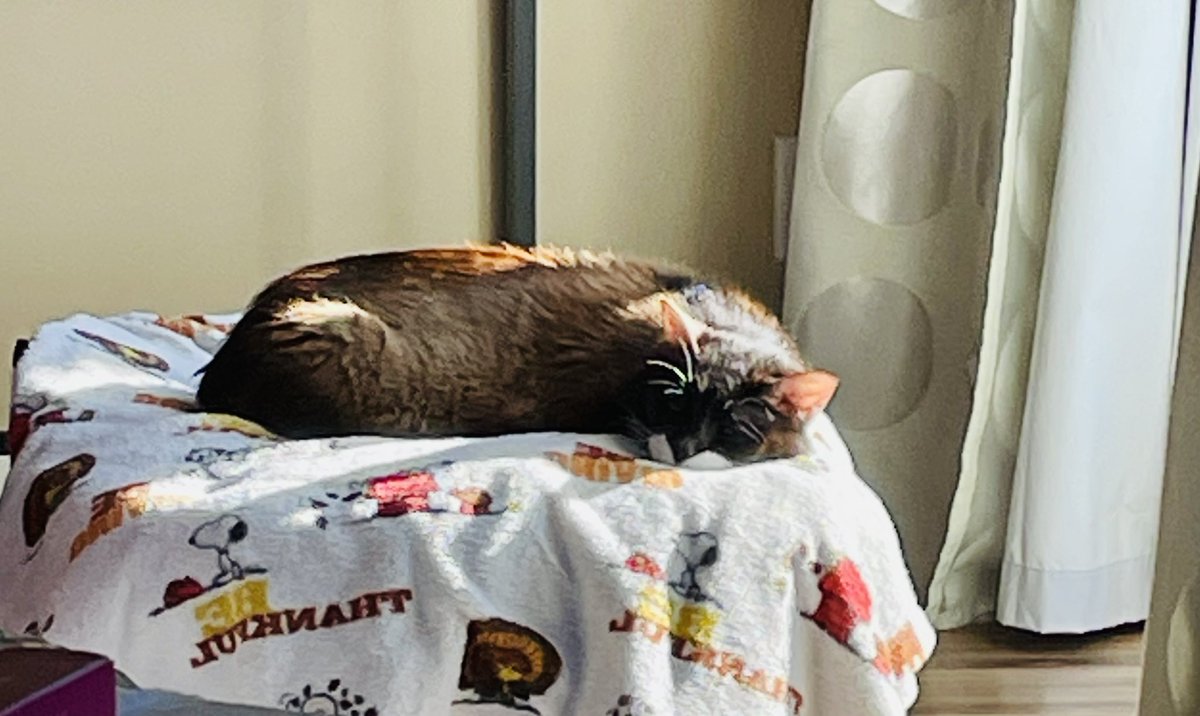 meetcharliechap's tweet photo. Hi mommy I will just lay here in the sun puddle you go do your thing 😺❤️ #cats #cat #kitten #adoptdontshop
#catlife
#pets
#dailycat #dailycatpost
#catoftheday #meowdel #catmom #catsofig #cutecat #catsagram #catoftheday #meow #kitty #catpics #catpic #cute #catphoto #petsofig https://t.co/UjRX6yWVwQ