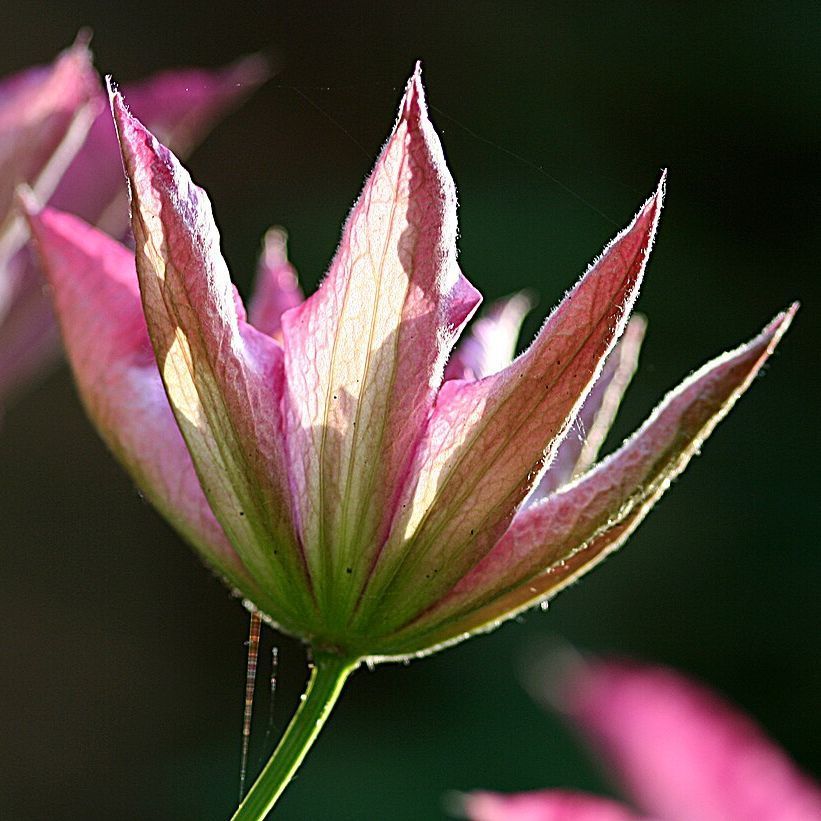 Churchill County Library tweet media