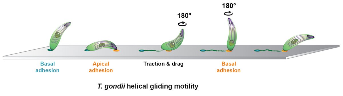 HAKIMI Mohamed-Ali (@hakimimohameda1) on Twitter photo Ever seen a microscopic moonwalk?🕺A fascinating study by <a href="/LuisVigetti/">Luis Vigetti</a> et al. shows how #Toxoplasma nails the moonwalk with just one point of contact, proving that sometimes less is more. Another Opus on parasite's motility by <a href="/TardieuXlab/">TardieuXlab</a>
biorxiv.org/content/10.110… Ever seen a microscopic moonwalk?🕺A fascinating study by <a href="/LuisVigetti/">Luis Vigetti</a> et al. shows how #Toxoplasma nails the moonwalk with just one point of contact, proving that sometimes less is more. Another Opus on parasite's motility by <a href="/TardieuXlab/">TardieuXlab</a>
biorxiv.org/content/10.110…