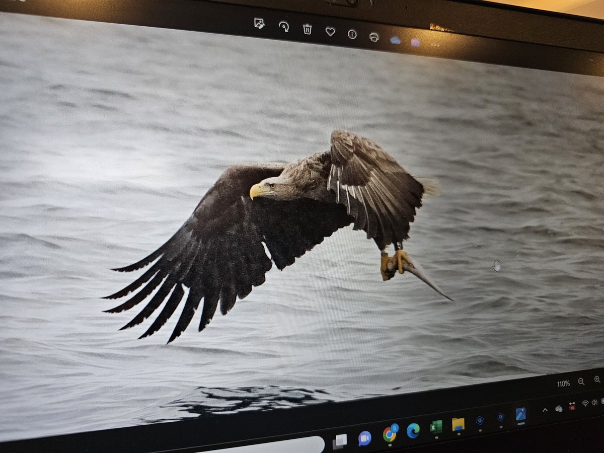 And so this happened today!

Sea Eagle successfully hunting

#SeaEagle #IsleOfSkye #Hebrides #BoatTour #Photography