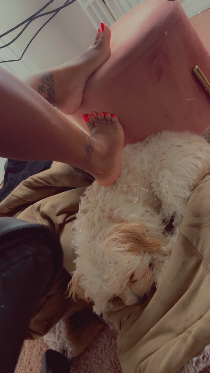 helloprettii_'s tweet image. She is never too far away and that’s just how I prefer it. I love you big girl. #dogmom #pawrent #cavapoo #cavapoopuppy