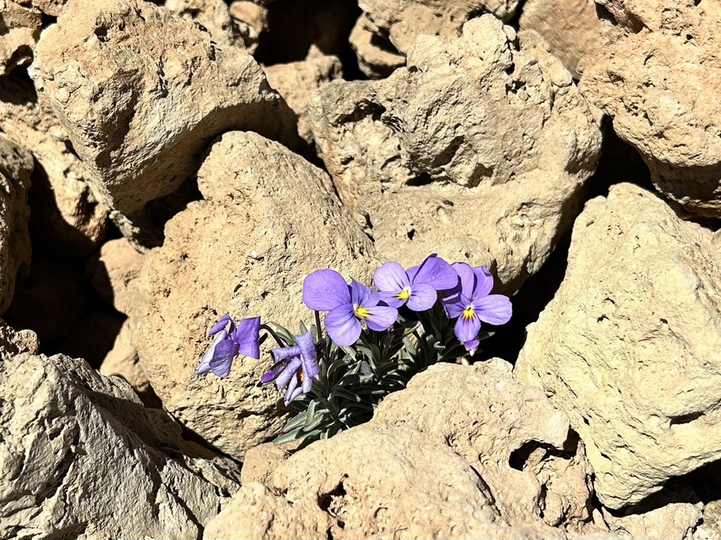 Today I found my first Violeta del Teide (Viola cheiranthifolia) on the hike down from Teide to Montaña Blanca. Lovely!
@TENERIFESENDERO
@VolcanoTeide 
@Flora_Incognita