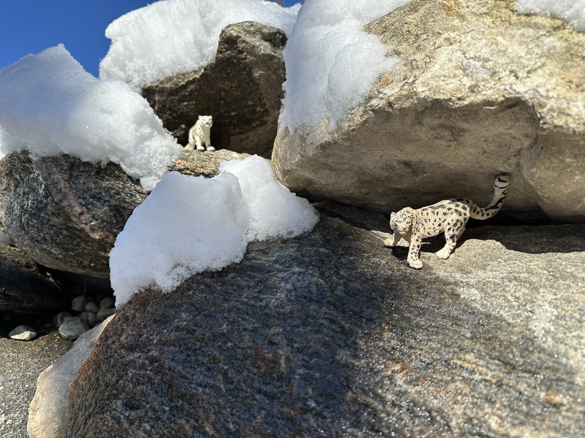 #snowleopards