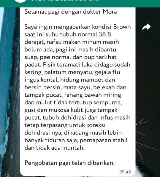 ichaekal's tweet photo. 03) Tanggal 9 februari begini kondisi Brown 👇🏻 karena aku liat ada selaput mata nya gitu jadi aku tanya itu belek atau radang krn luka tabrak nya

Kata vet bisa jadi belek atau trauma karena ditabrak https://t.co/ZmdDLi37JZ
