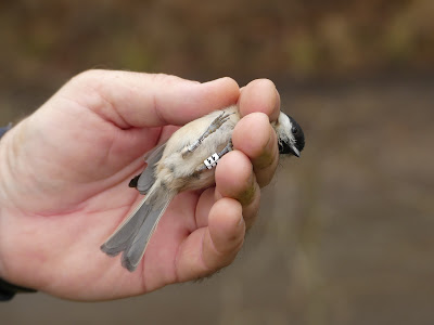 New colour rings arrived from Interrex so we managed to start off the first two Marsh Tits as part of that project today at Selbrigg. @NorfolkFWAG @_BTO @NENBC_Info