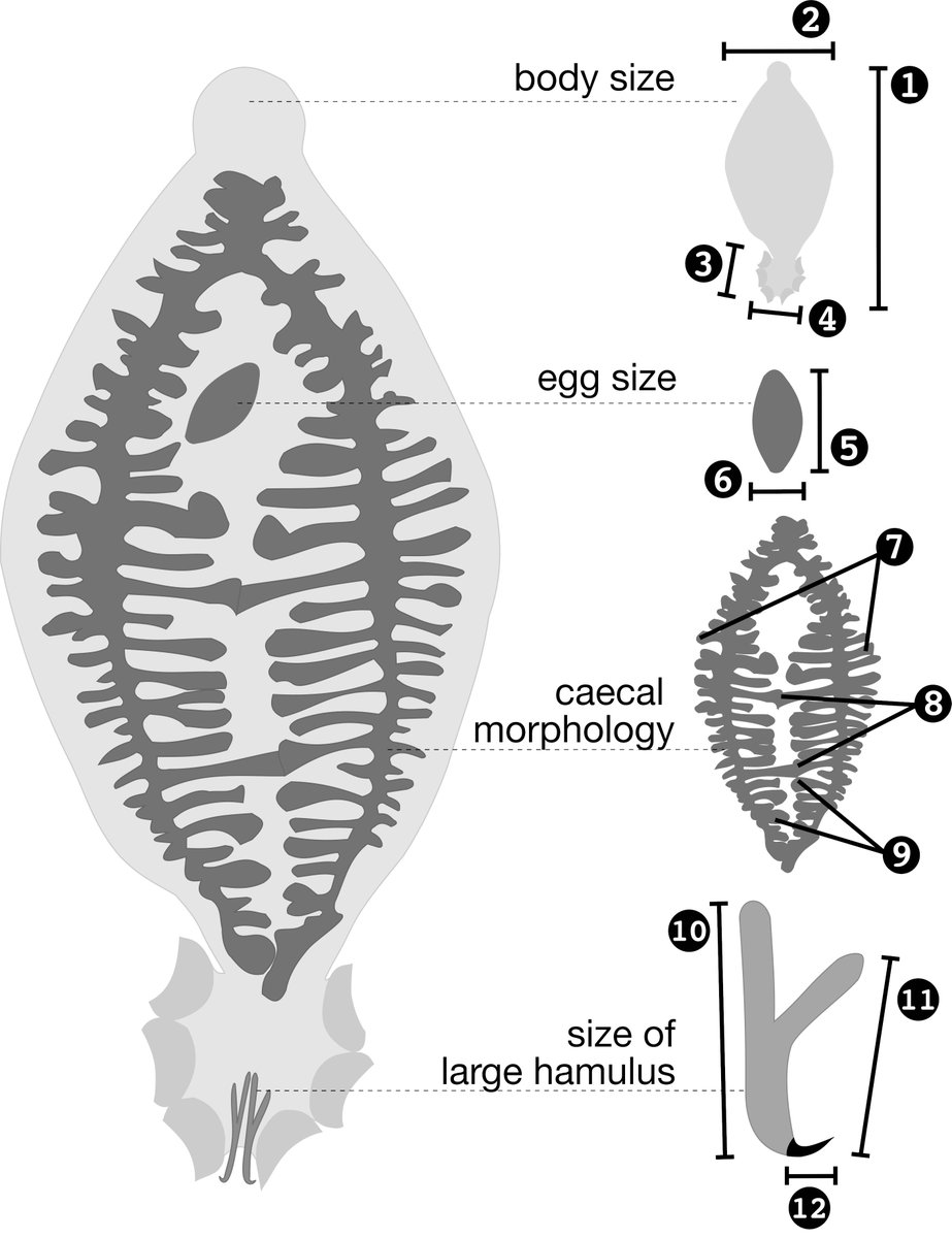 BiTelab contribution on morpho and genetic variation of Protopolystoma xenopodis a monogenean parasite of a wolrdwide invader, the African clawed frog (Xenopus laevis), featured in a diamond open access journal of @RBSZ3 belgianjournalofzoology.eu/index.php/BJZ/…