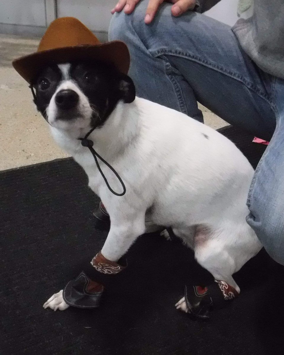 Mulcimer's tweet image. Can I get a small "Yeehaw"