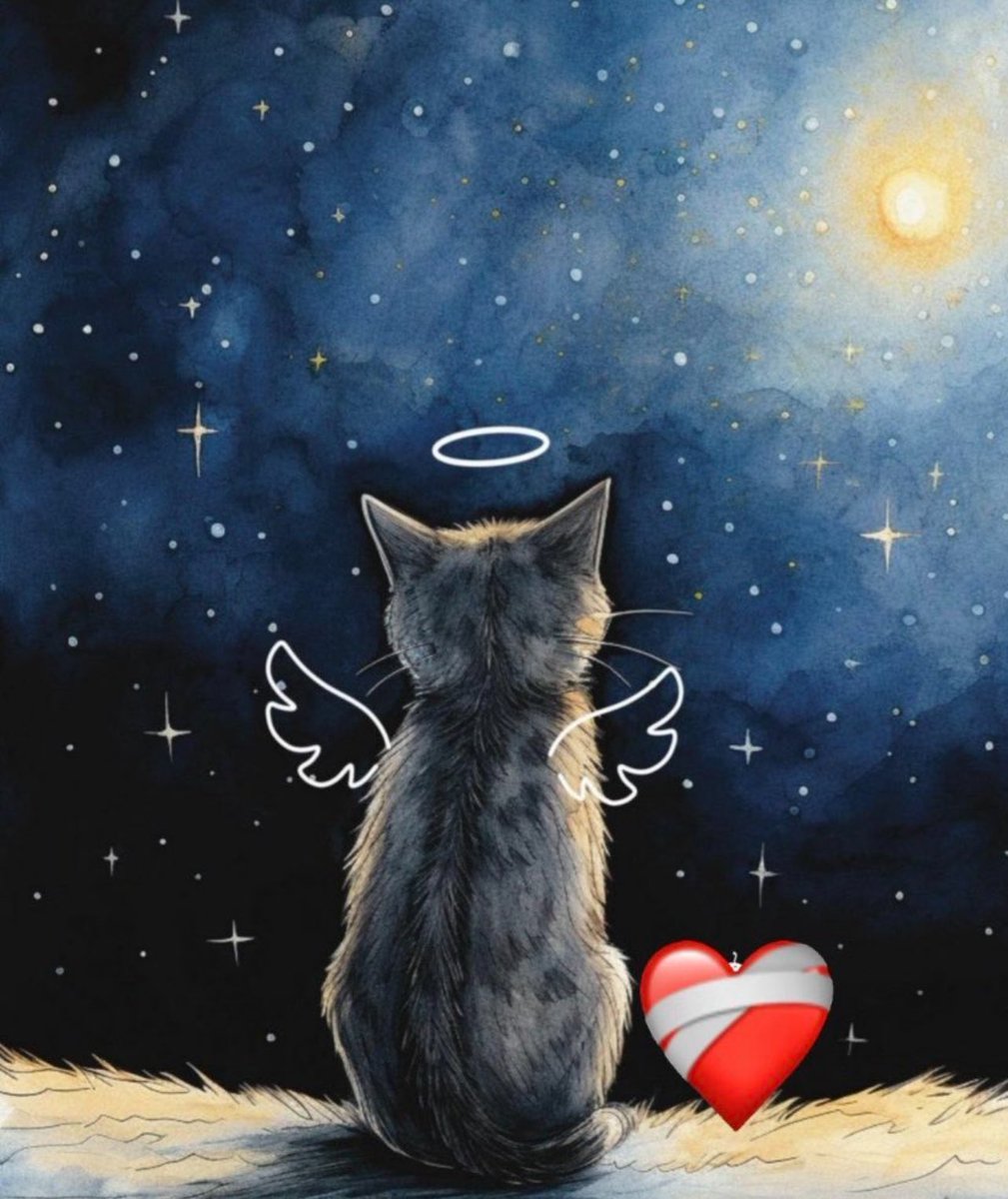 🩸İnsan olmak vicdan sahibi olmak demektir.İnsan olan masuma zarar vermez!..
#ibrahimkeloğlantutuklansın #AyazAkaZayaTutuklansın #volkanuzunyargılansın  
Adalet İstiyoruz ‼️