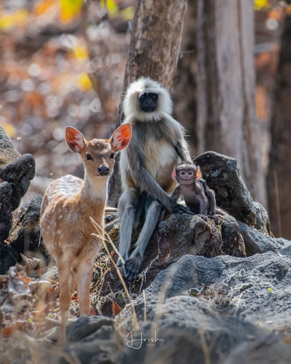 📸 - Grey Langurs and Spotted Deer often have mutualistic relationships where the Deer warn the Langurs about predators.. 🦌 

In return, the Langurs offer them high hanging fruit that they are otherwise unable to reach. 🐒 🍎