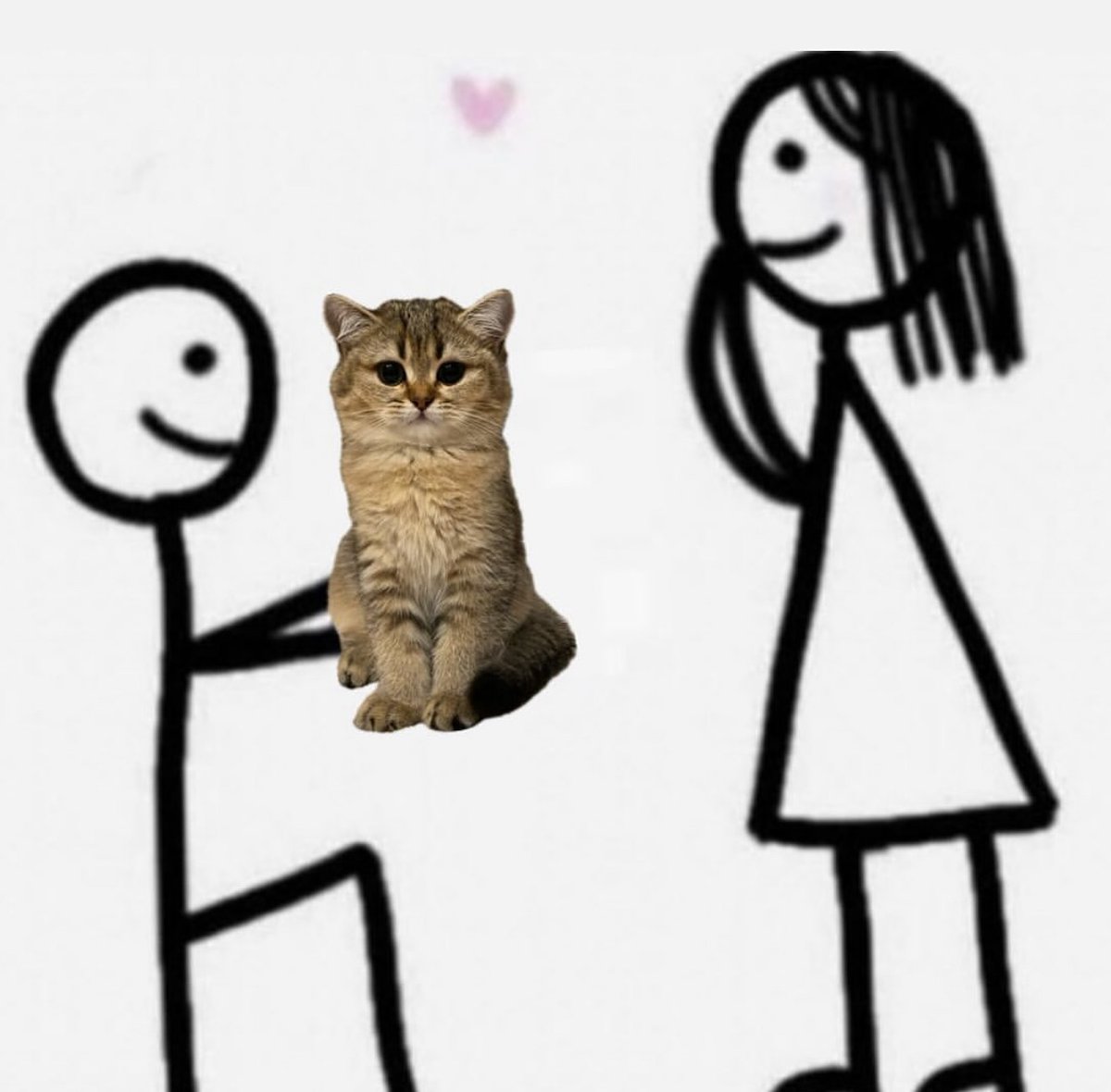 Punch Cat (@punchingcat) on Twitter photo 