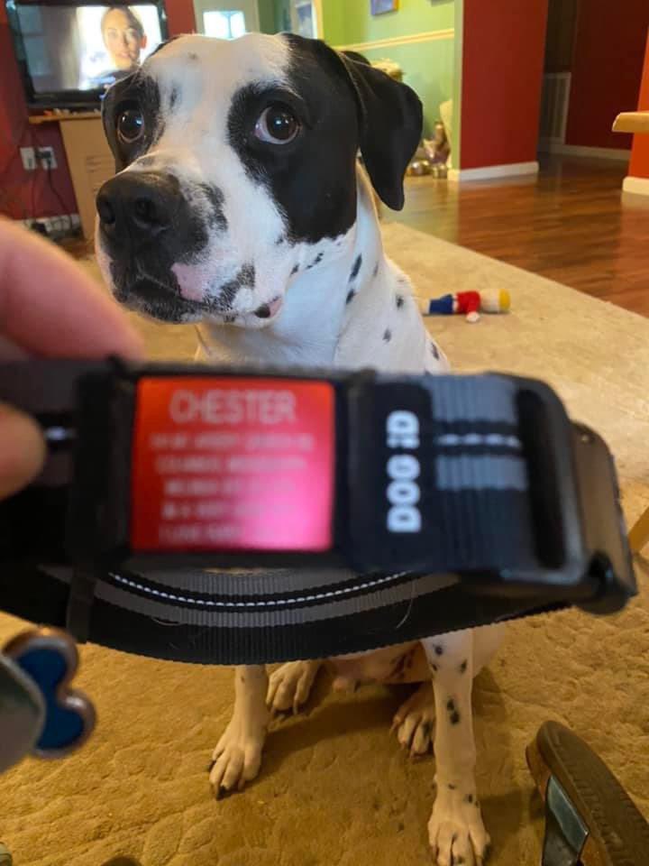 Chester loves his @ROADiD #DOGiD🥰 He looks spiffy in it, too! #TeamROADiD