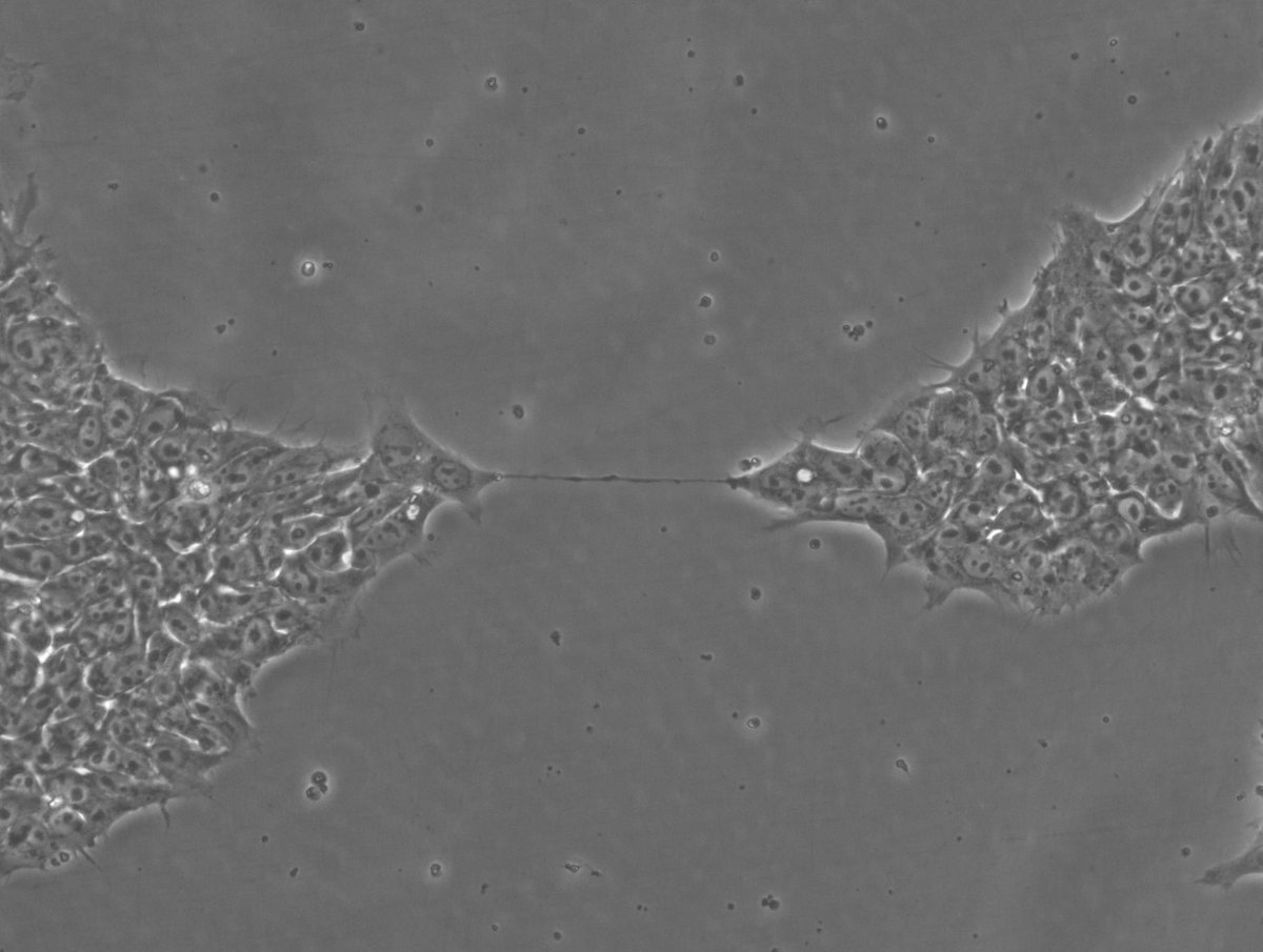 Armin Aryannejad, MD tweet media