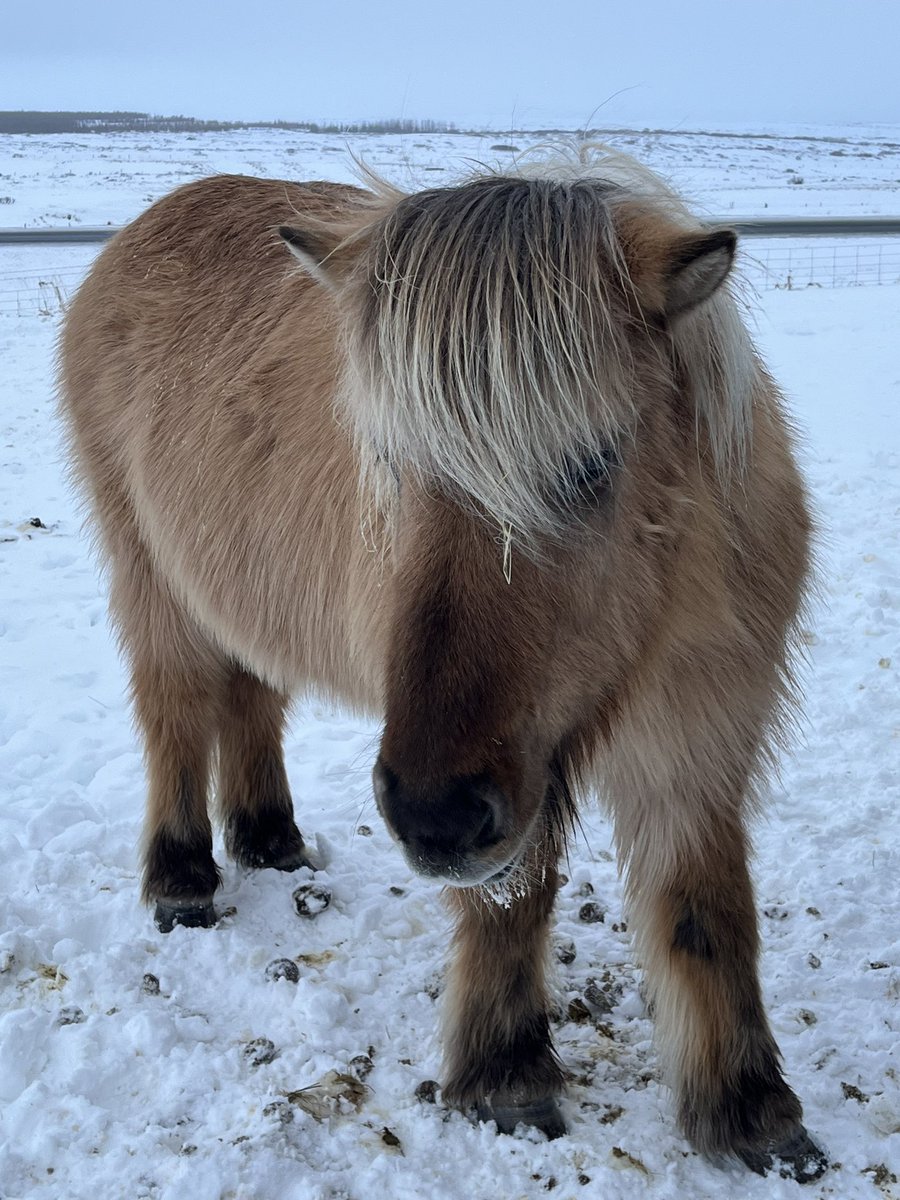 Today has been great fun! A trip to Gullfoss waterfall, Geysir hot springs, a roadside Icelandic Horse stop and finally Thingvellir to see the 
Mid-Atlantic Ridge. Fabulous day out!